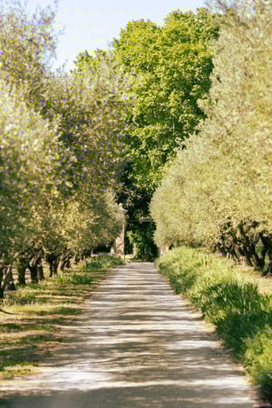 Domaine des Vignes