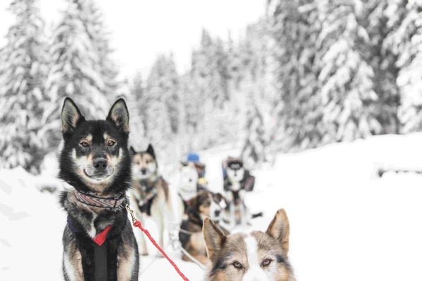 Chamonix-Ski-Dogs-min-min
