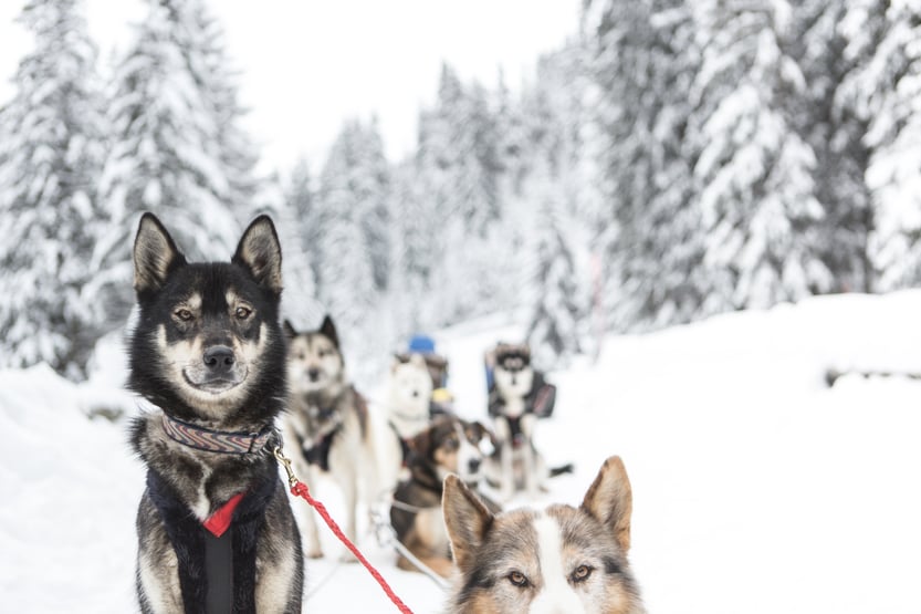 Chamonix-Ski-chiens