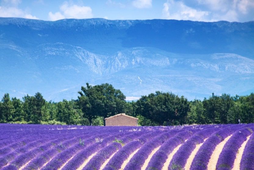 Le meilleur moment pour voir les champs de lavande en fleurs! – Maison  Lavande