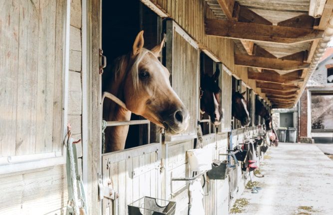 Family-Guide-Ibiza-Horses-Ibiza-min