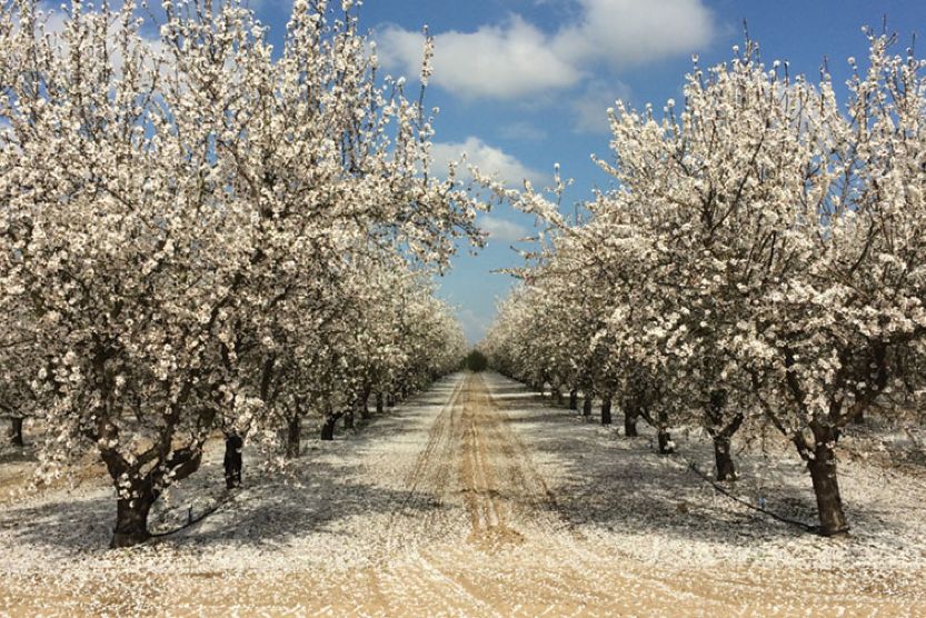 Flower-Fields-Provence-Almonds