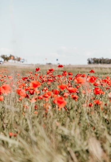 Flower-fields-provence-poppies-min