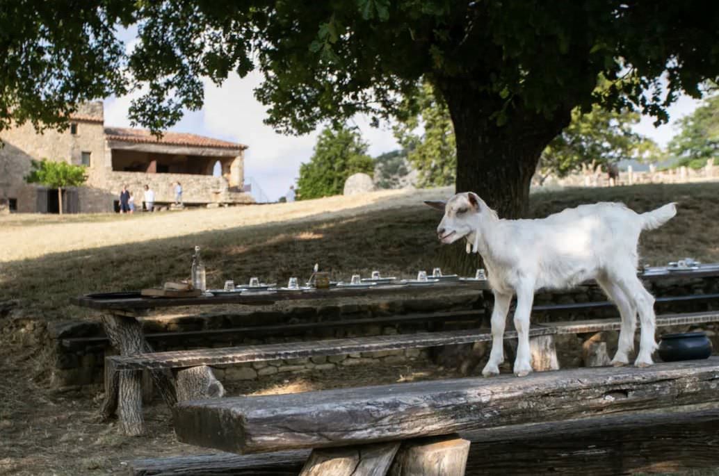 Massifs-goat-on-table-1