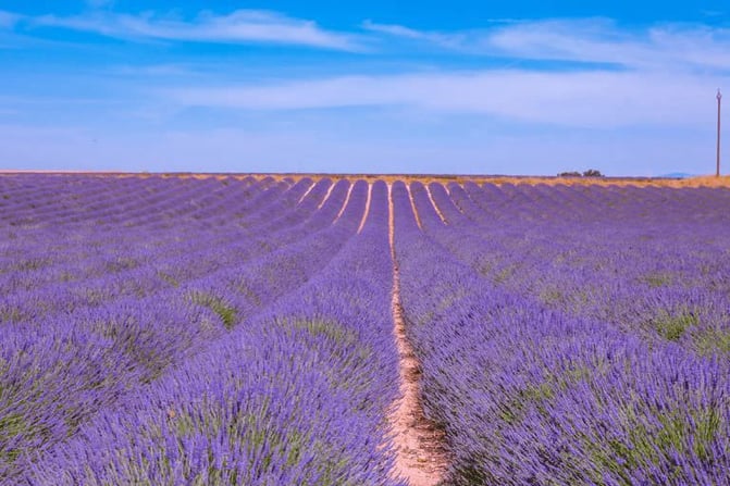 lavender-fields-provence