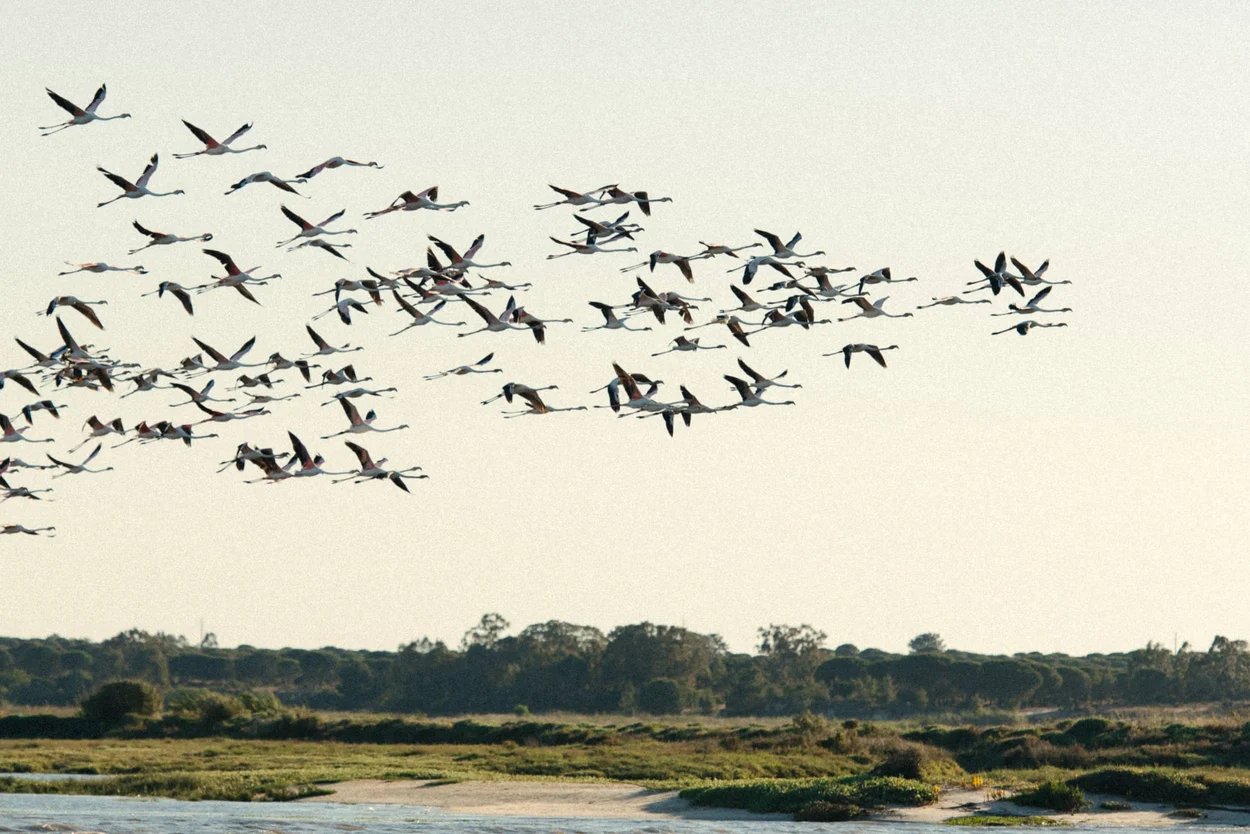 nuees-d-oiseaux-migratoirez-qui-vole-au-dessus-des-rizieres-verdoyantes-de-comporta