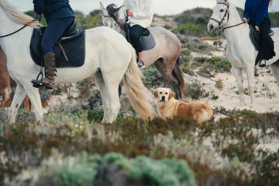 vue-sur-les-pattes-de-trois-chevaux-montes-par-trois-personnes-dans-les-champs-avec-un-golden-retriever-au-milieu