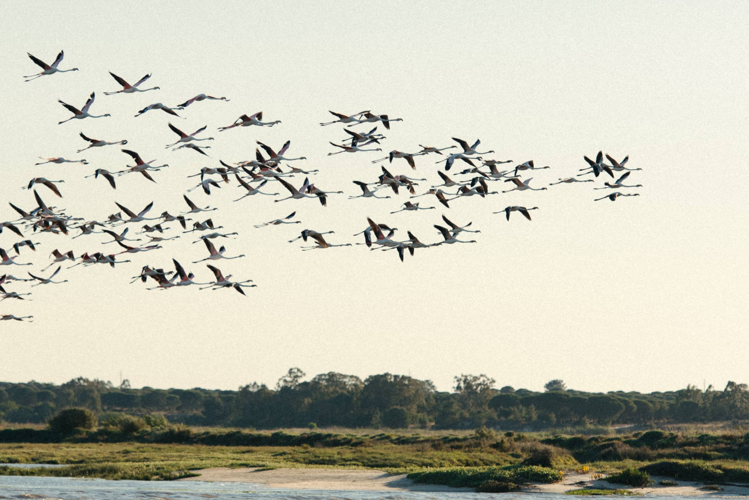 Interview-at-Villa Gabiotinha-birds