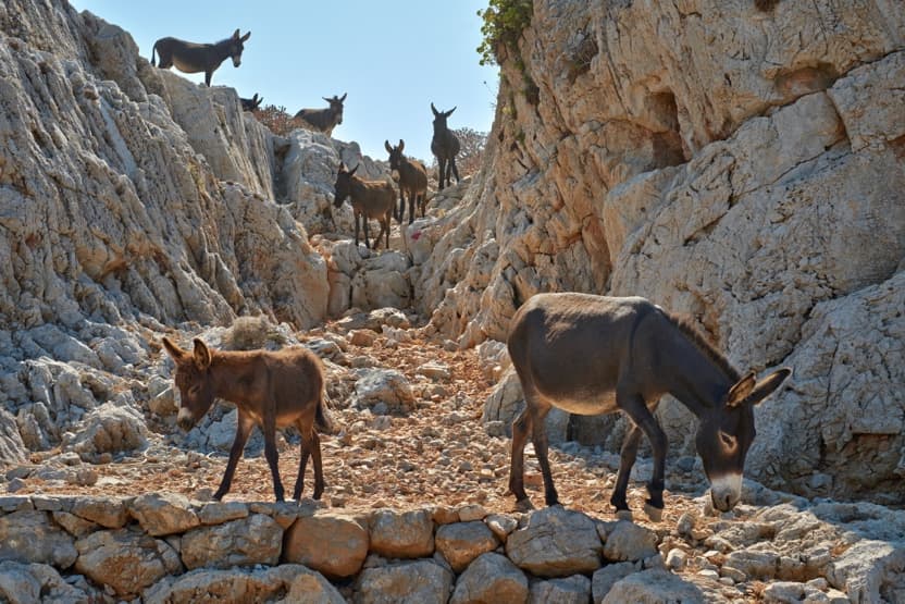 Les-plus-belles-destinations-cyclades-ânes-min