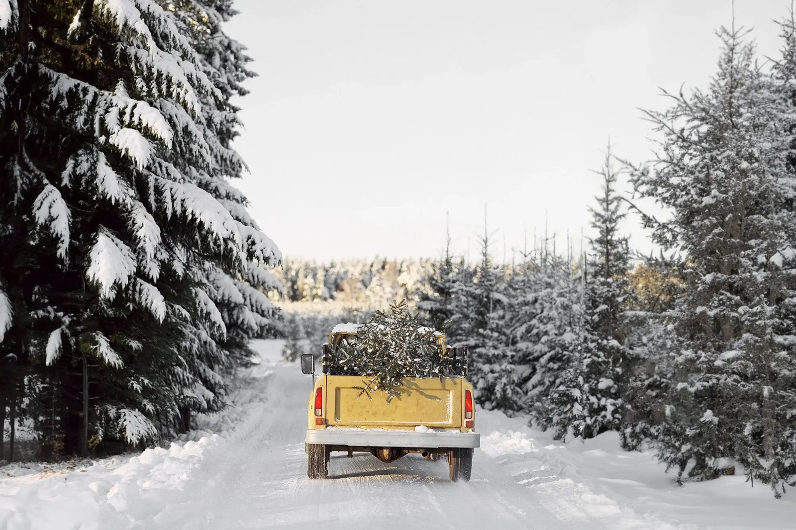 Pick-up jaune chargé d’un sapin sur une route enneigée, près de Megève