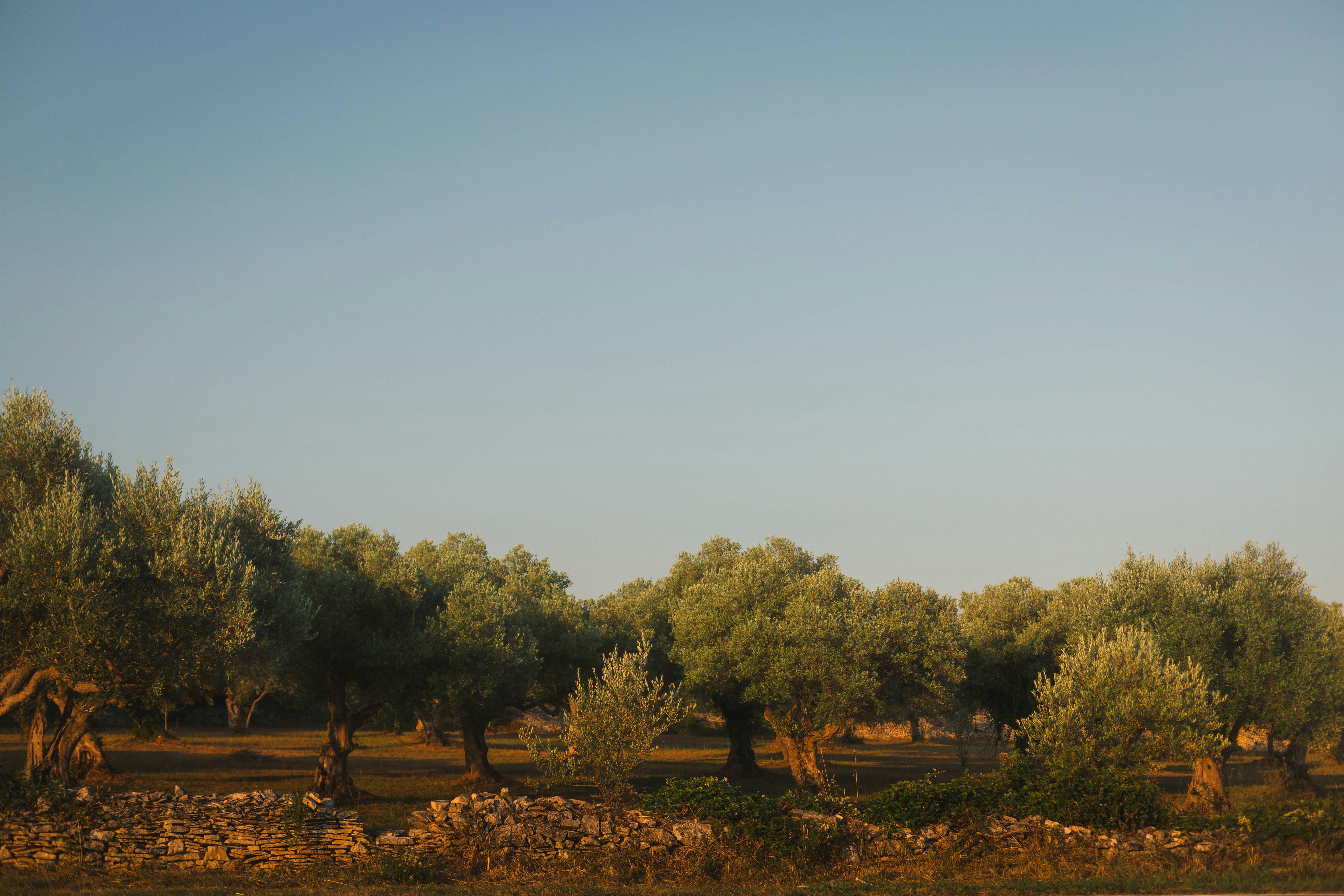 OLIVE GROVE (TUSCANY) DEVON MACKAY - UNSPLASH