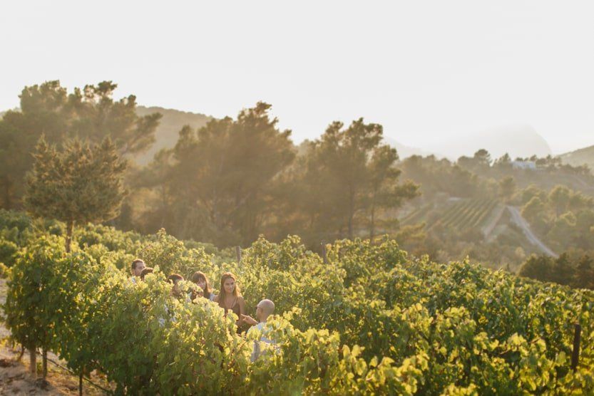 Ojo-de-ibiza-vignoble-colline