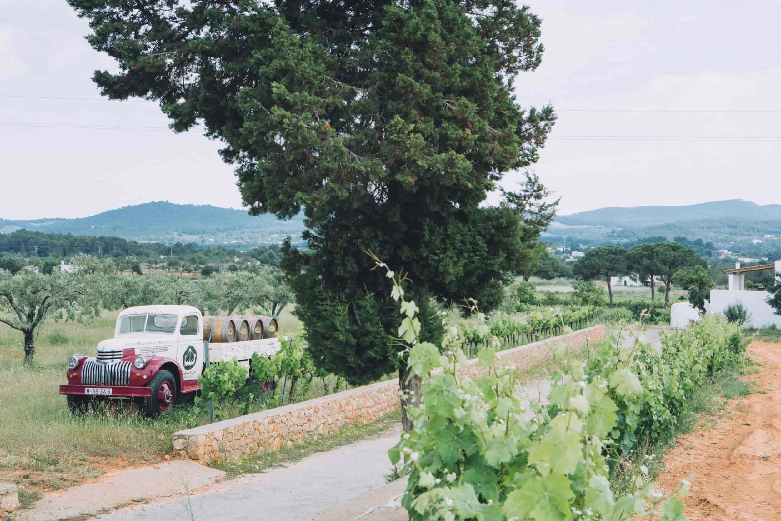 What-to-do-in-Ibiza-in-August-vineyard-with-truck-carrying-wine-barrels