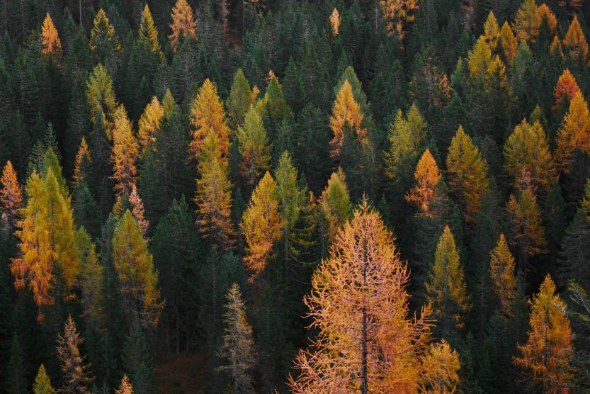 foret-remplie-d-arbres-verts-et-orange-automne