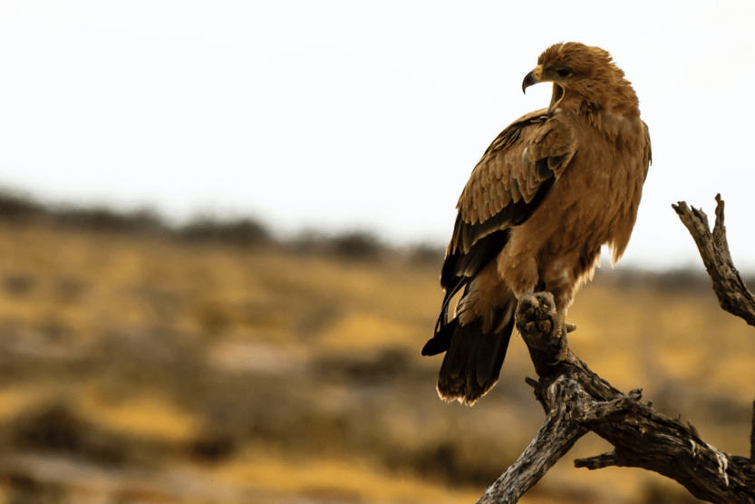 beautiful-beaches-corsica-bird