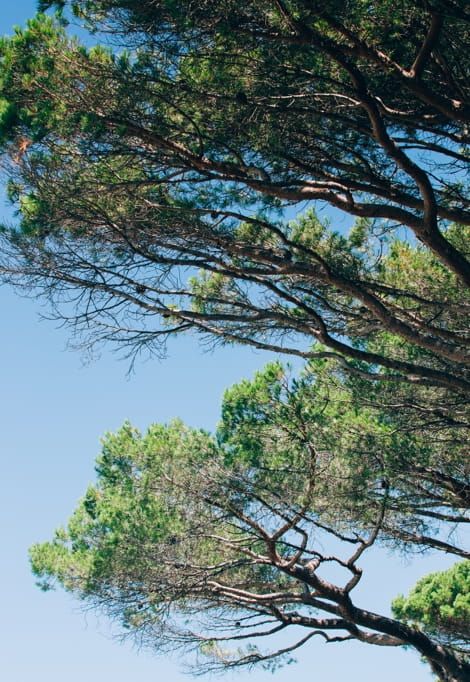 best-area-to-stay-in-st-tropez-trees