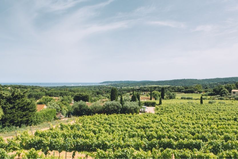 best-beaches-in-st-tropez-vineyard