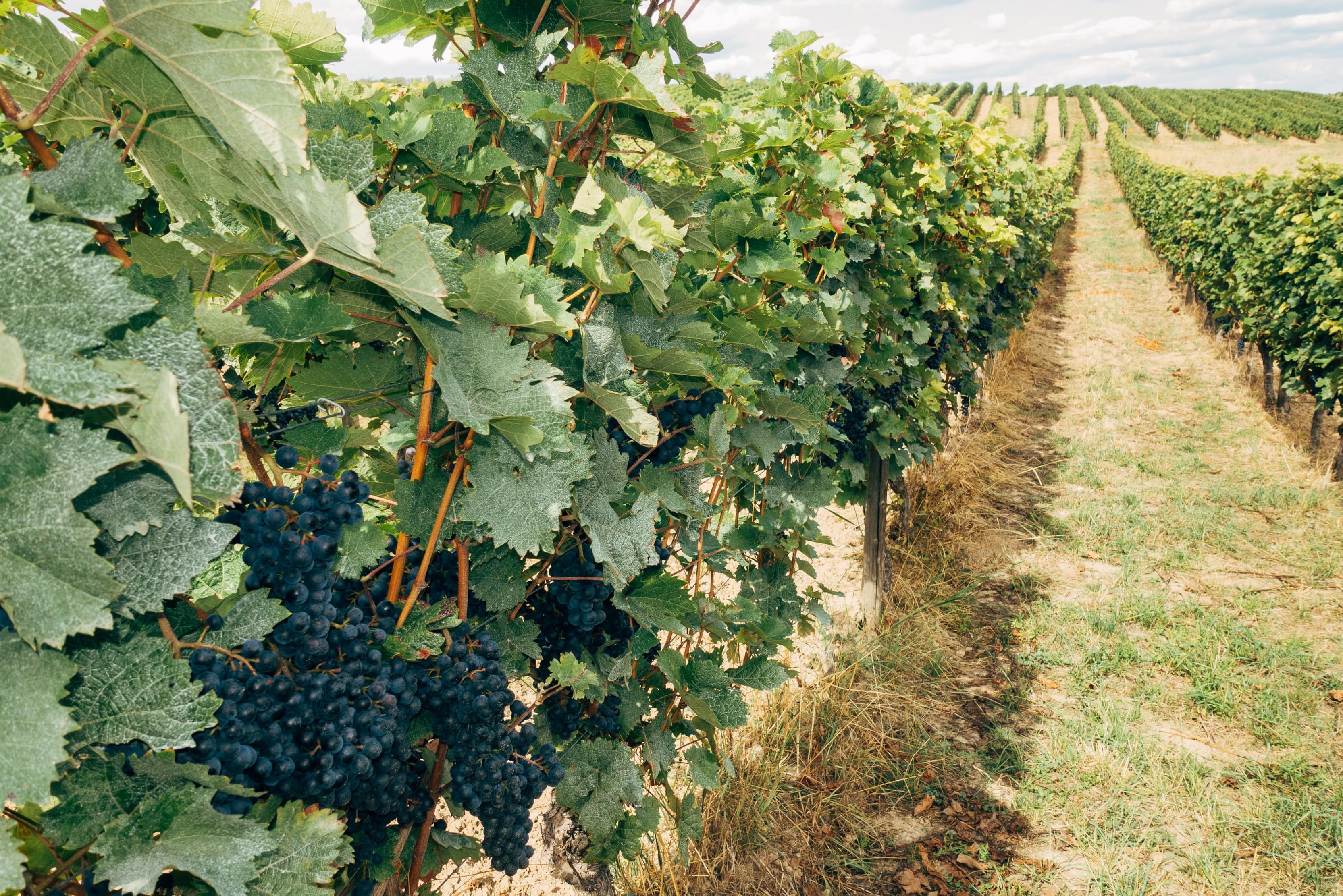 best-luxury-vineyard-holidays-europe-fields-grapes-rows-min