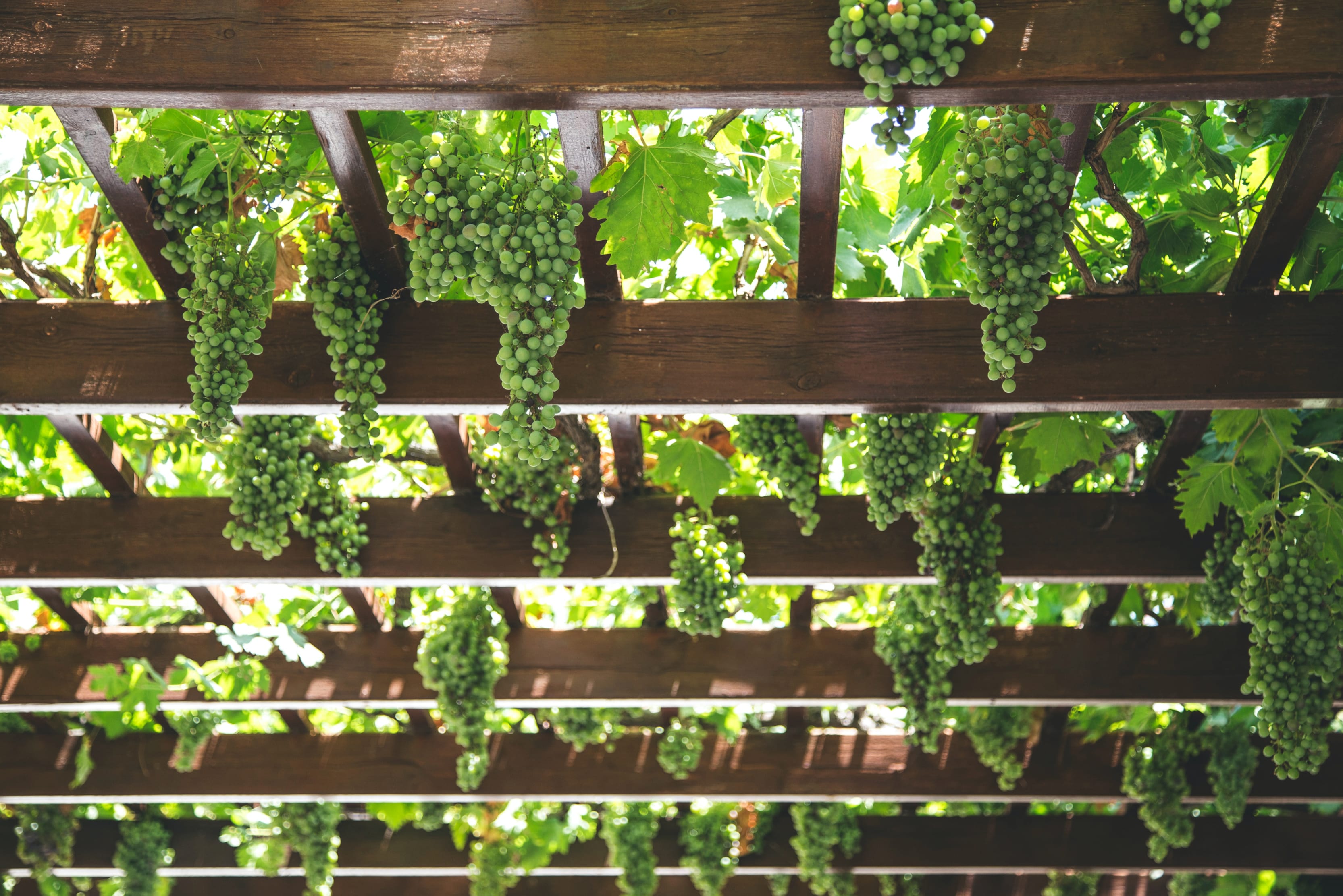 best-luxury-vineyard-holidays-europe-grape-trellis-min