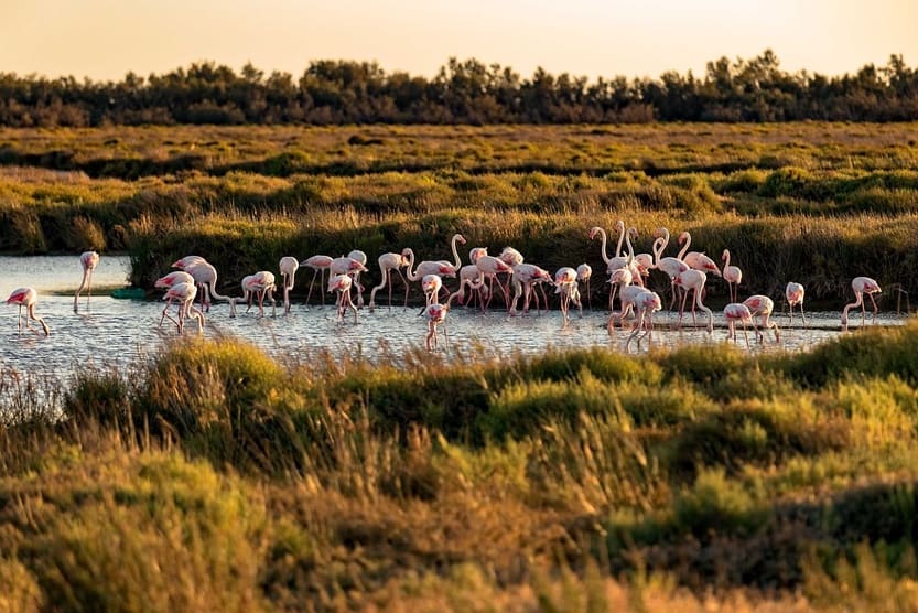 best-summer-holiday-destinations-camargue