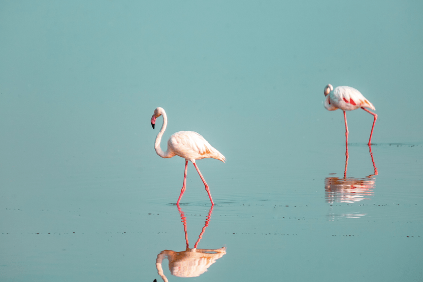 best-summer-holiday-destinations-in-the-world-flamingos-min