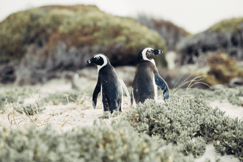 best-summer-holiday-destinations-in-the-world-penguins-min