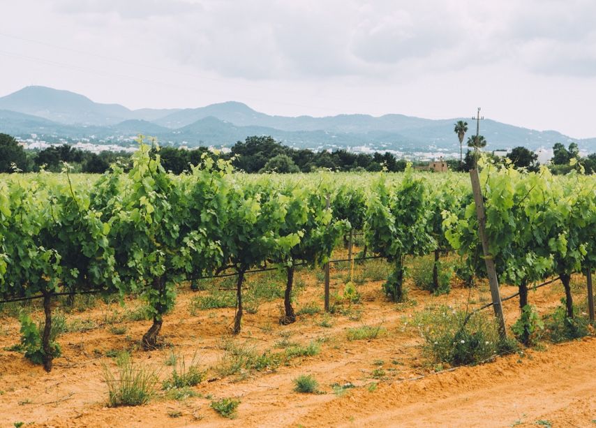 how-to-visit-ibiza-road-trip-vineyard