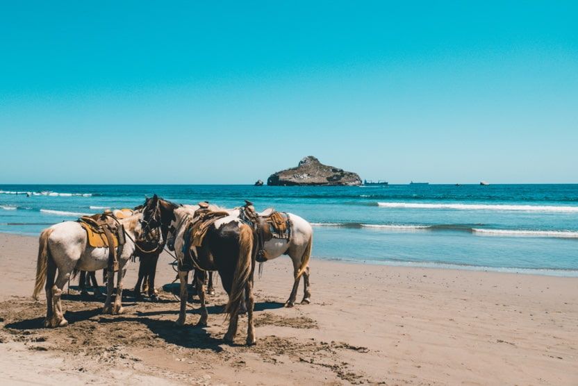 corsica-best-places-to-see-horses