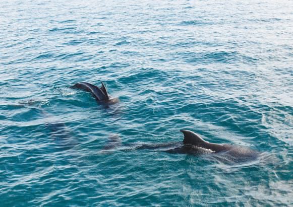 corsica-family-holidays-dolphins