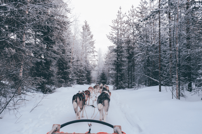 courchevel-1650-dog-sled-min