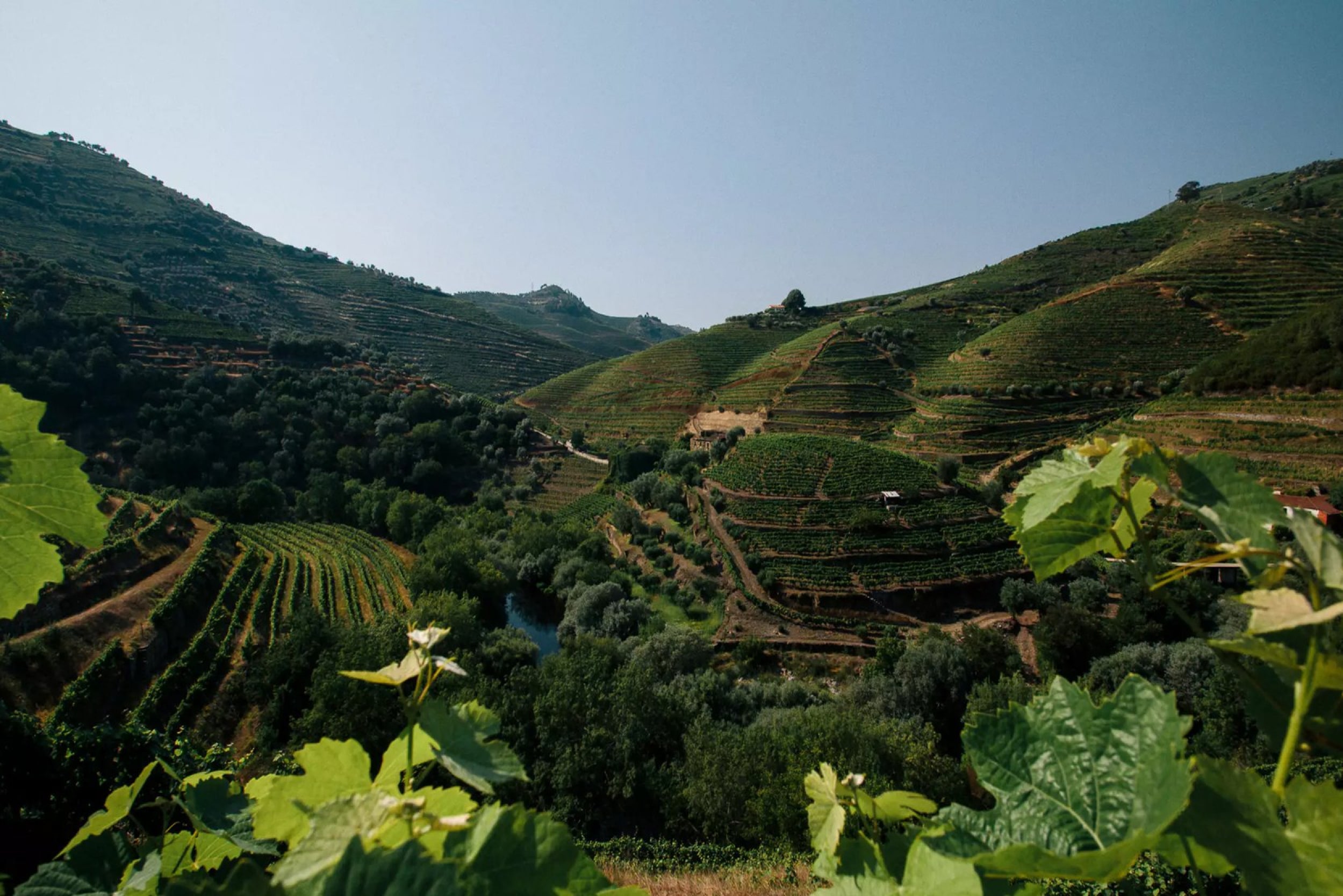 douro-valley-guide-vineyard-hills-min
