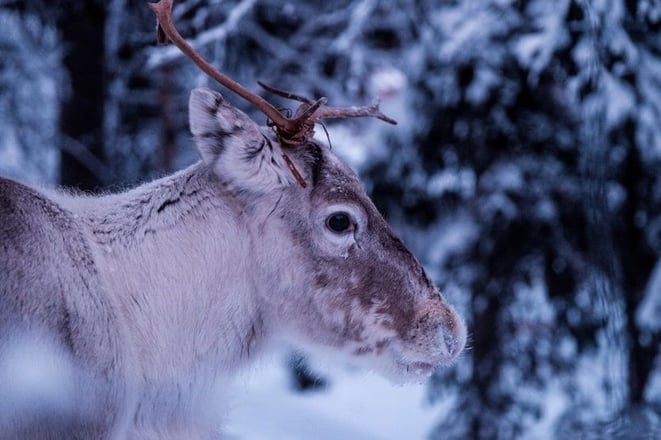 family-ski-holidays-reindeer