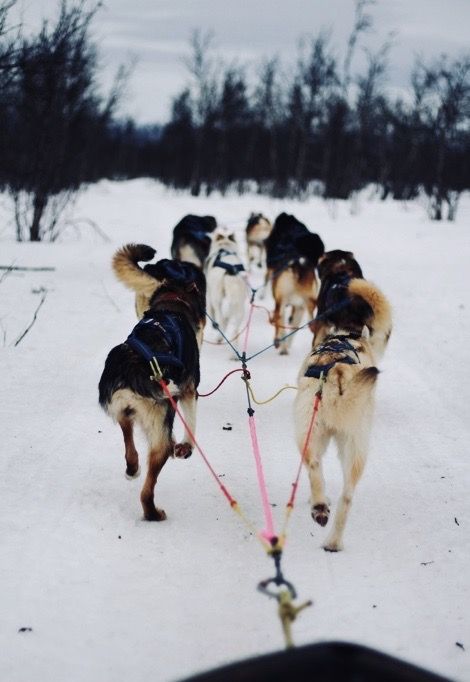 family-snow-holiday-dogs