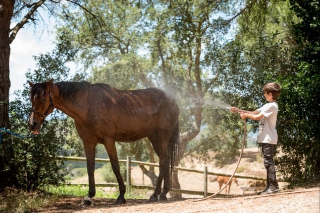 kid-washing-horse-family-holiday-august-far-from-crowds-umbria