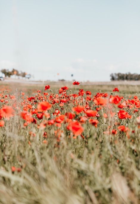 fleurs-provence-coquelicots-min