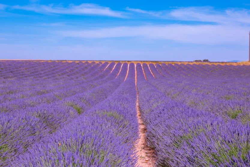 fleurs-provence-lavandes-étendue-min