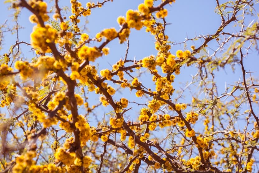 fleurs-provence-mimosas-min