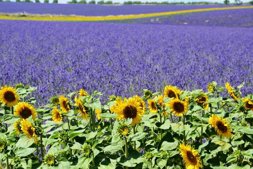 fleurs-provence-tournesol-min