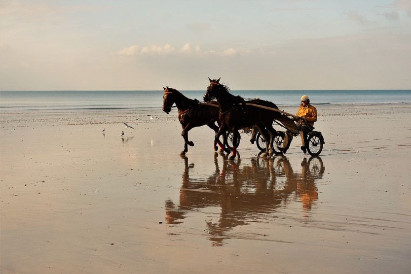 normandy-travel-guide-horses