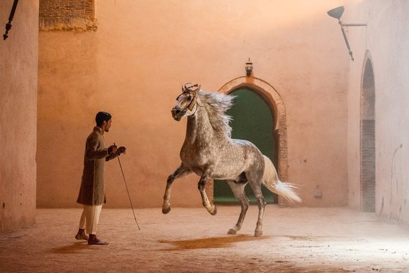 guide-marrakesh-chevaux-min