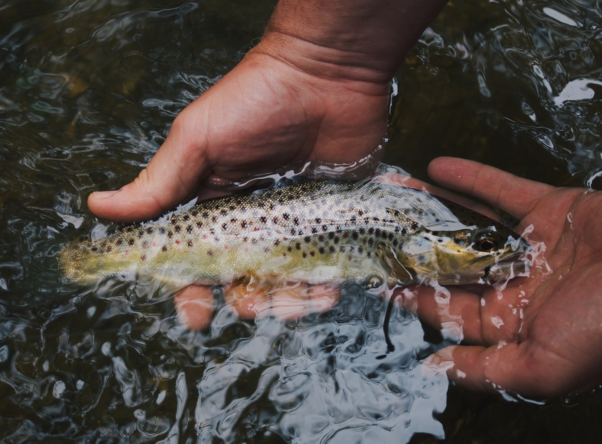 An afternoon spent fishing