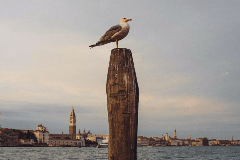 italy-bird-min