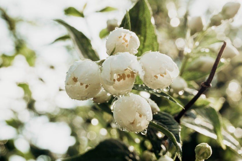 jasmin-que-faire-en-provence-aout-min