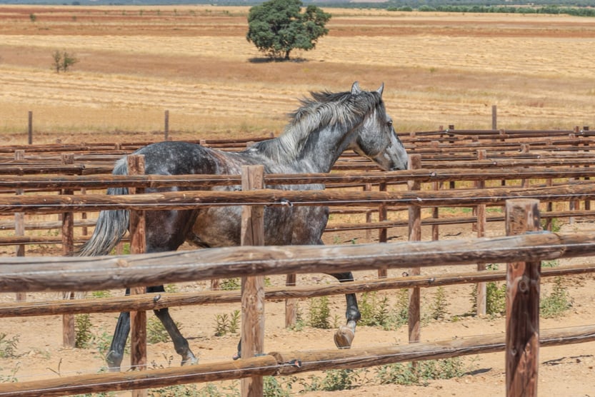 la-villa-woodward-cheval-equitation