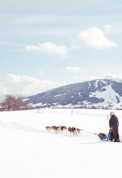 last-minute-luxury-ski-holidays-dogs