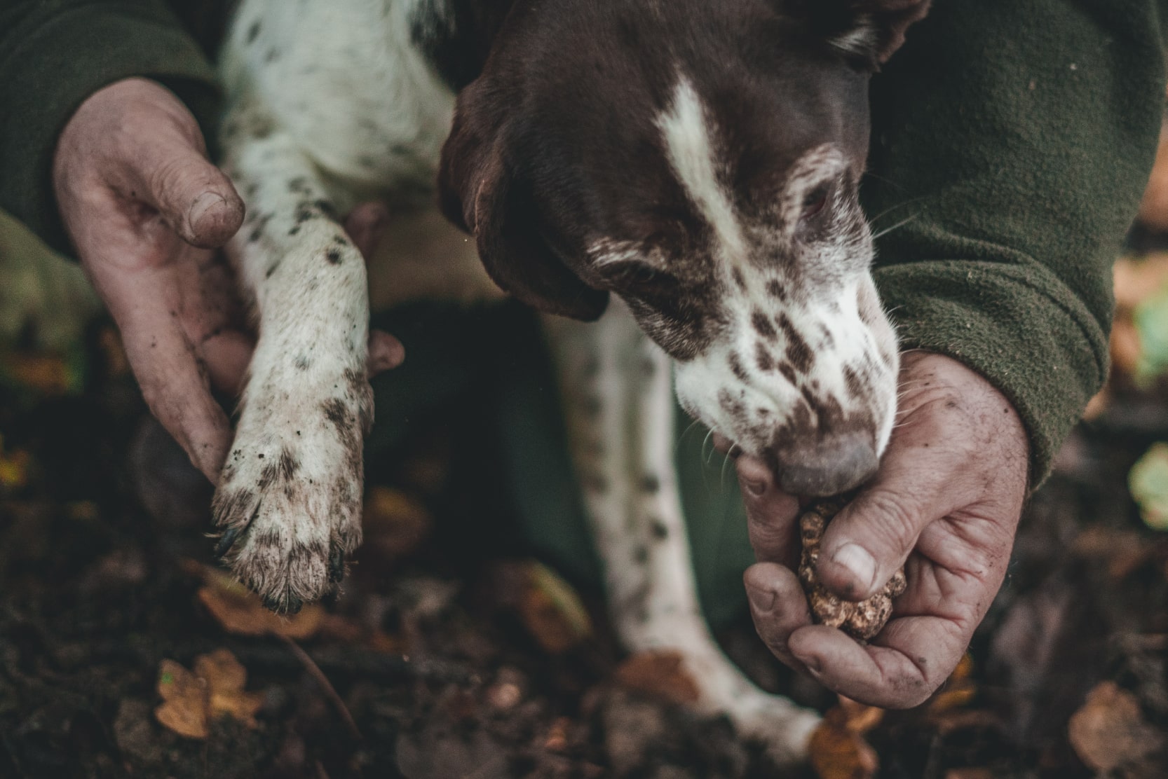 luxury-agritourism-in-tuscany-truffle-hunting-dog-min