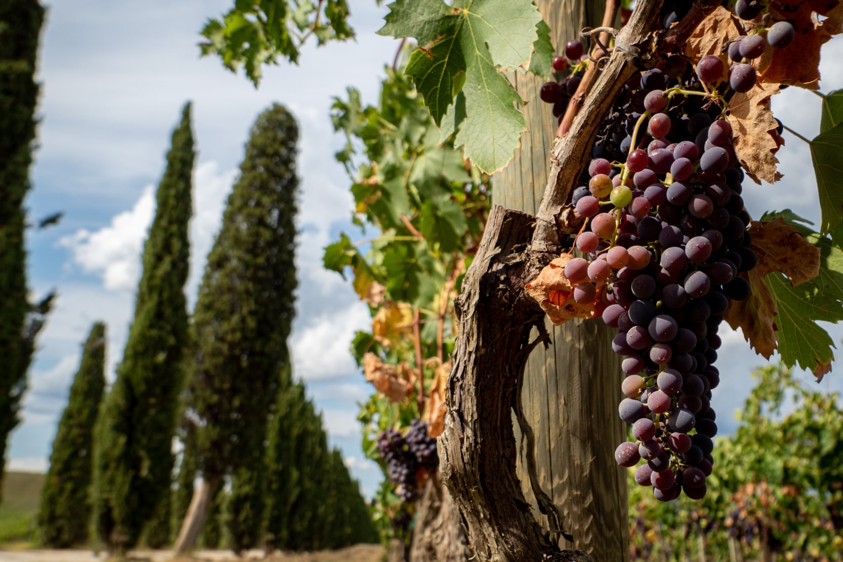luxury-agritourism-in-tuscany-vinyard-food-tour-min