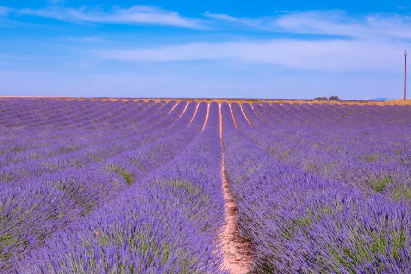 luxury-escapes-lavender-provence