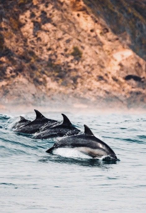 luxury-family-holiday-corsica-dolphins