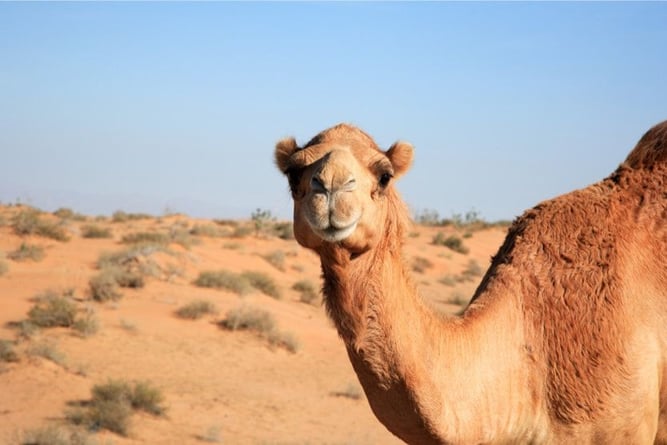 best-places-to-holiday-with-kids-camel